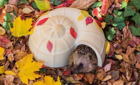 Hedgehog Snail-Shell CeraNatur®