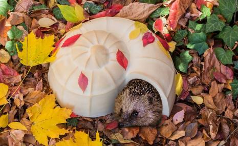 Hedgehog Snail-Shell