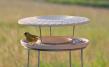 Bird Table with Stand