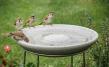 Bird Bath Granicium®