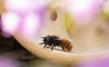 Flower Wild Bee House CeraNatur®
